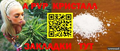 амф Кингисепп